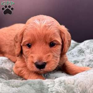 Zeus, Mini Goldendoodle Puppy